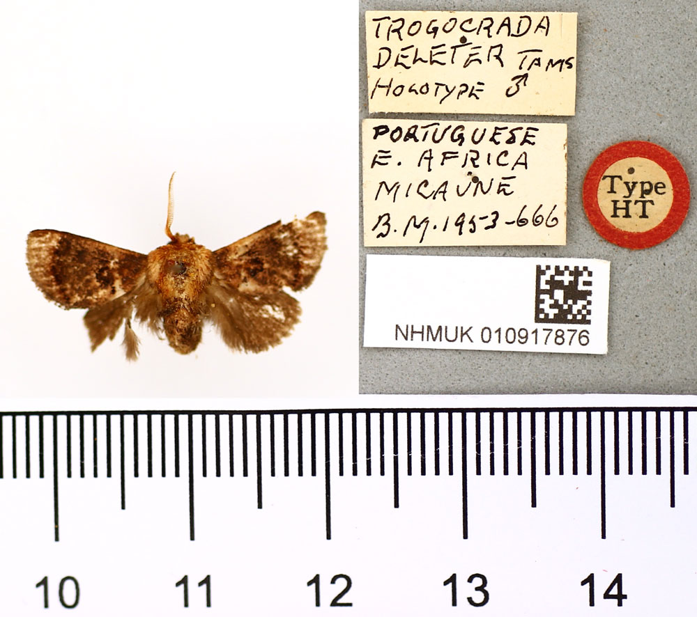 /filer/webapps/moths/media/images/D/deleter_Trogocrada_HT_BMNH.jpg