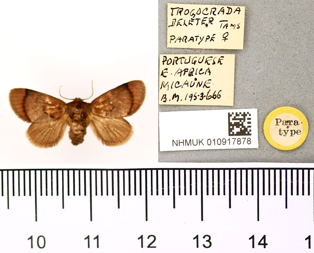 /filer/webapps/moths/media/images/D/deleter_Trogocrada_PTF_BMNH.jpg