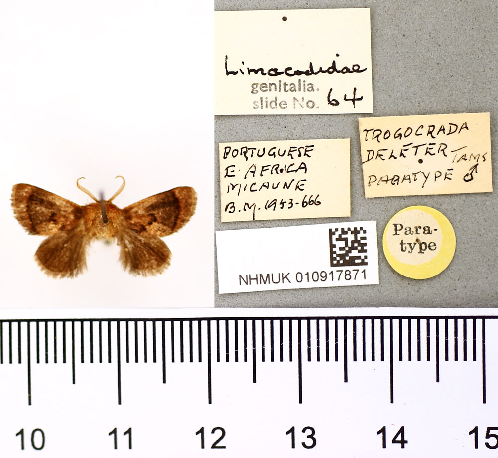 /filer/webapps/moths/media/images/D/deleter_Trogocrada_PTM_BMNH.jpg