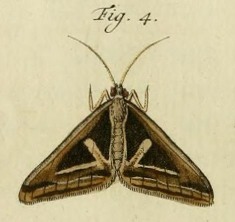 /filer/webapps/moths/media/images/D/deliana_Trigonodes_Stoll_36_4.jpg