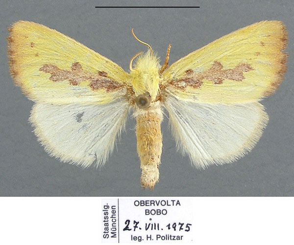 /filer/webapps/moths/media/images/D/delicata_Antheua_AF_ZSM.jpg