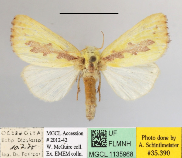/filer/webapps/moths/media/images/D/delicata_Antheua_A_MGCLa_01.JPG