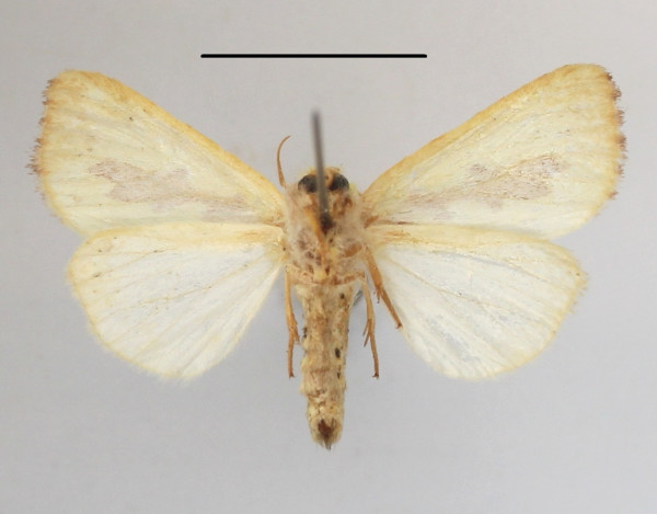 /filer/webapps/moths/media/images/D/delicata_Antheua_A_MGCLb_01.JPG