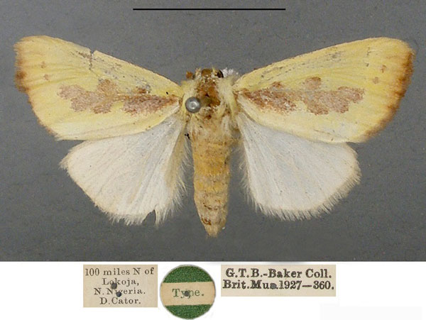 /filer/webapps/moths/media/images/D/delicata_Antheua_HT_NHMUK.jpg