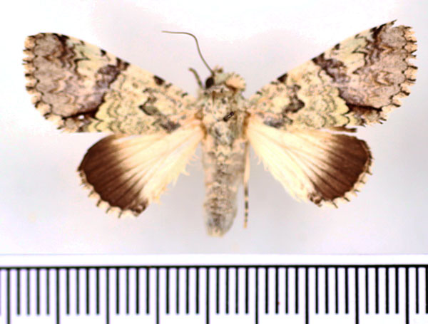 /filer/webapps/moths/media/images/D/delicata_Bamra_AF_BMNH.jpg