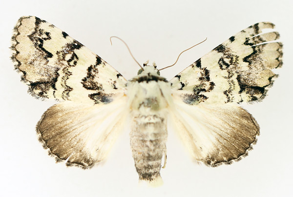 /filer/webapps/moths/media/images/D/delicata_Bamra_AF_TMSA_01.jpg