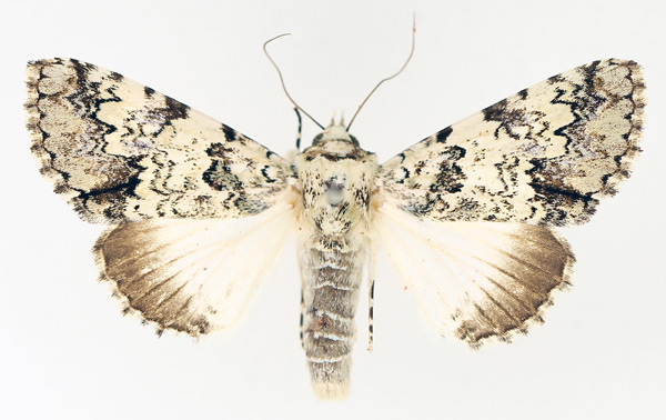 /filer/webapps/moths/media/images/D/delicata_Bamra_AM_TMSA_01.jpg