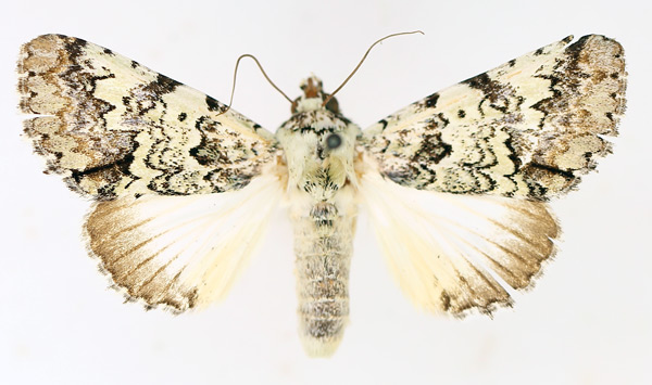 /filer/webapps/moths/media/images/D/delicata_Bamra_AM_TMSA_02.jpg