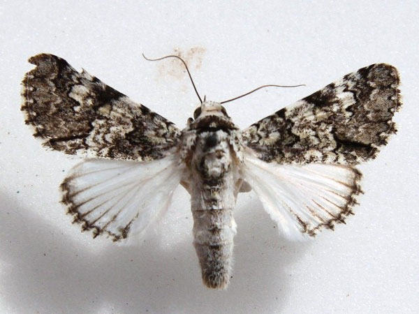 /filer/webapps/moths/media/images/D/delicata_Bamra_A_Goff.jpg