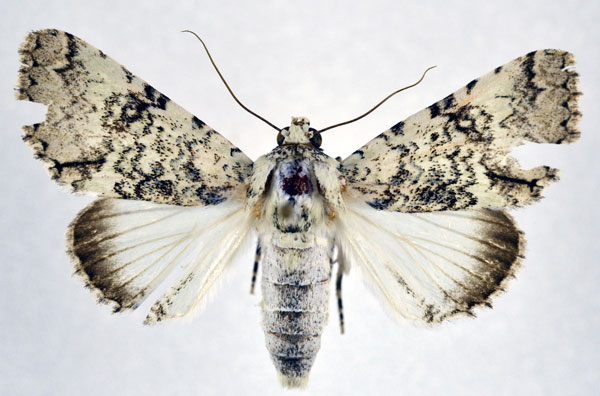 /filer/webapps/moths/media/images/D/delicata_Bamra_A_NHMO.jpg