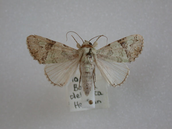 /filer/webapps/moths/media/images/D/delicata_Bamra_A_Revell.jpg
