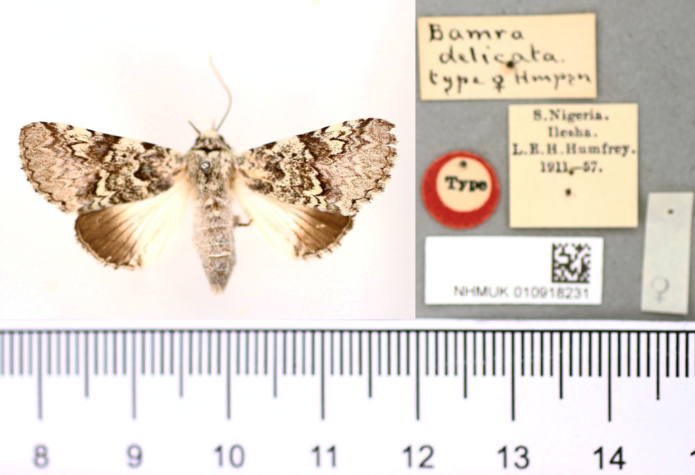 /filer/webapps/moths/media/images/D/delicata_Bamra_ST_BMNH.jpg
