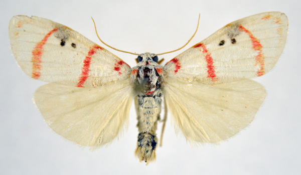 /filer/webapps/moths/media/images/D/delicata_Cyana_AM_NHMO.jpg