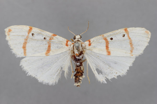 /filer/webapps/moths/media/images/D/delicata_Cyana_A_BMNH.jpg