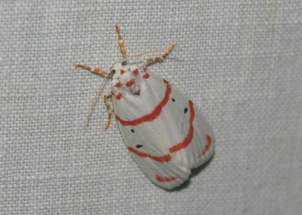 /filer/webapps/moths/media/images/D/delicata_Cyana_A_Jorpeland.jpg