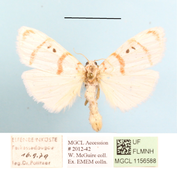 /filer/webapps/moths/media/images/D/delicata_Cyana_A_MGCL.JPG
