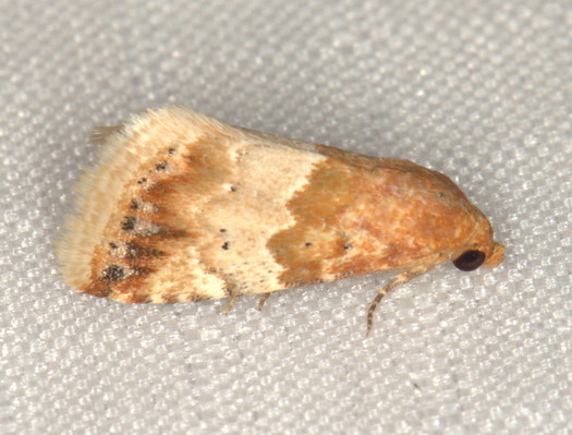 /filer/webapps/moths/media/images/D/delicata_Eublemma_A_Heyns_01.jpg