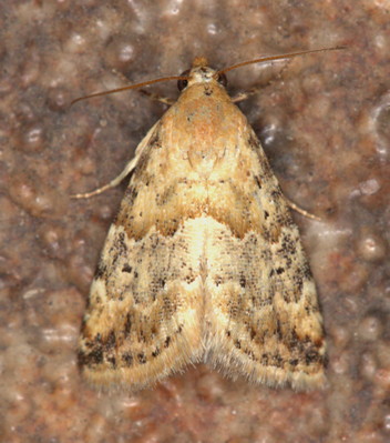 /filer/webapps/moths/media/images/D/delicata_Eublemma_A_Heyns_02.jpg