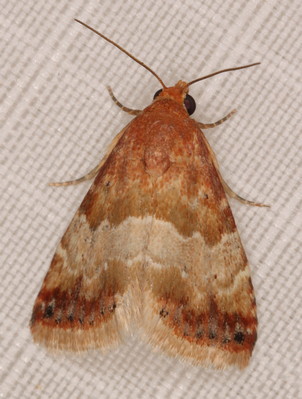 /filer/webapps/moths/media/images/D/delicata_Eublemma_A_Heyns_03.jpg