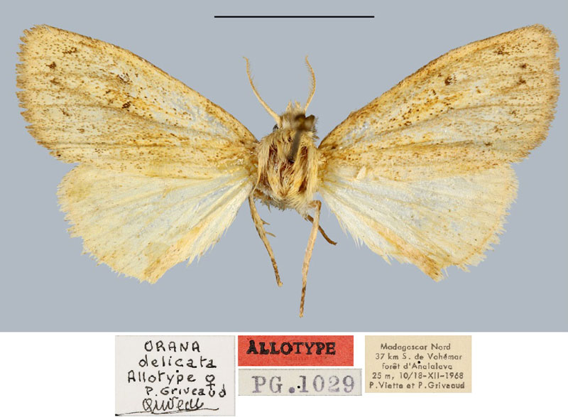 /filer/webapps/moths/media/images/D/delicata_Orana_AT_MNHN.jpg