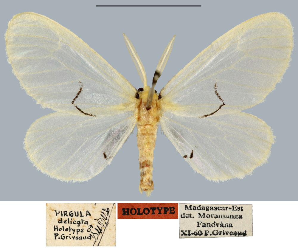 /filer/webapps/moths/media/images/D/delicata_Pirgula_HT_MNHN.jpg