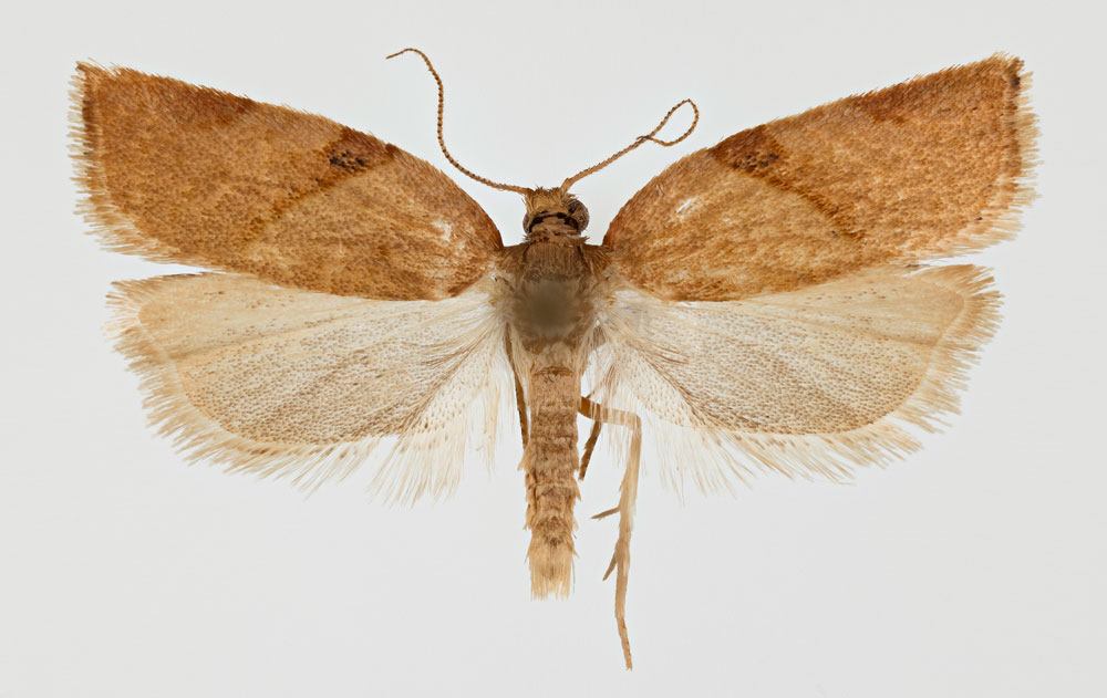 /filer/webapps/moths/media/images/D/delicatana_Clepsis_PTM_ZMHB.jpg