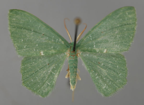 /filer/webapps/moths/media/images/D/delicataria_Prasinocyma_A_ZSM_01.jpg