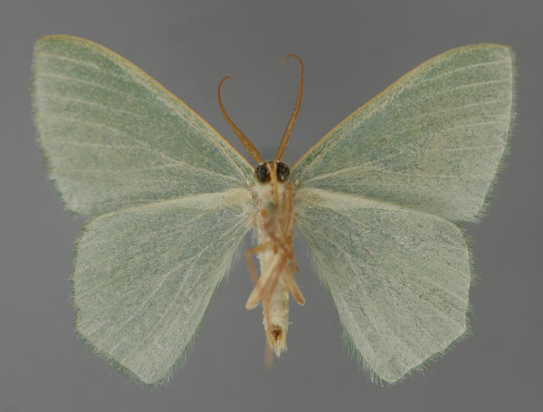 /filer/webapps/moths/media/images/D/delicataria_Prasinocyma_A_ZSM_02.jpg
