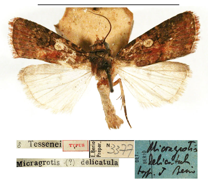 /filer/webapps/moths/media/images/D/delicatula_Micragrotis_HT_MSNM.jpg