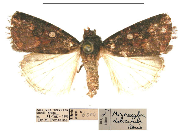 /filer/webapps/moths/media/images/D/delicatula_Micraxylia_AM_MSNM_01.jpg
