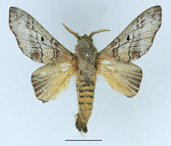 /filer/webapps/moths/media/images/D/delicatulus_Gastroplakaeis_AM_Basquin_01.jpg