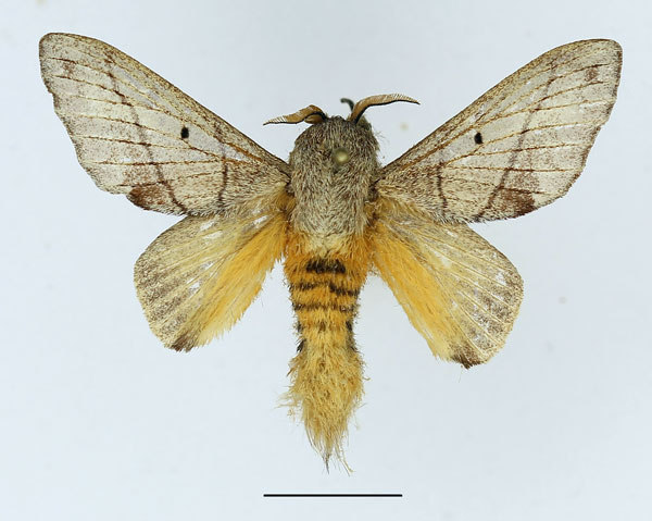 /filer/webapps/moths/media/images/D/delicatulus_Gastroplakaeis_AM_Basquin_02.jpg