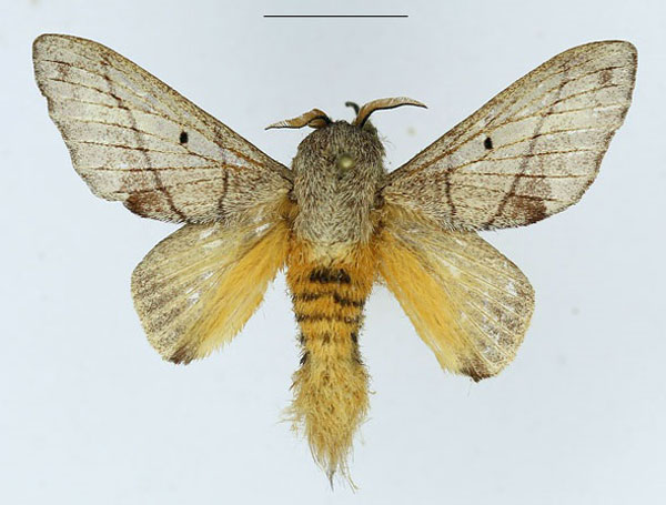 /filer/webapps/moths/media/images/D/delicatulus_Gastroplakaeis_AM_Basquin_02_8AHGqmo.jpg