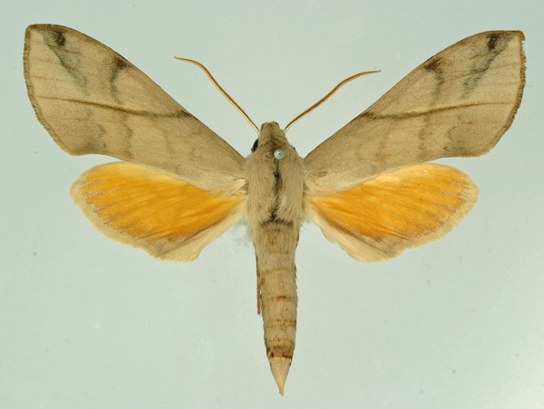 /filer/webapps/moths/media/images/D/delicatus_Malgassoclanis_AM_Basquin.jpg