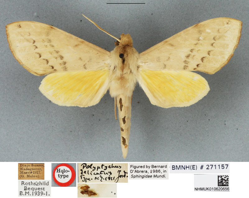 /filer/webapps/moths/media/images/D/delicatus_Polyptychus_HT_BMNH.jpg