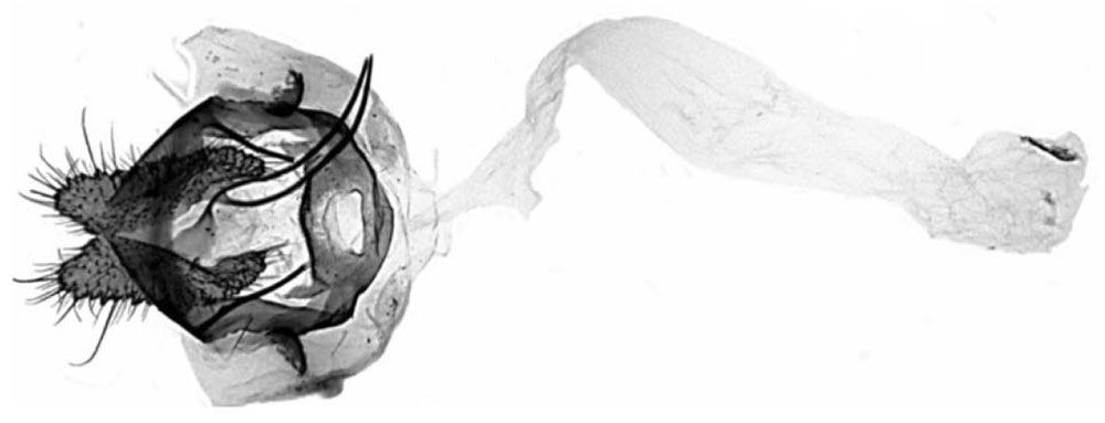 /filer/webapps/moths/media/images/D/delimana_Thylacandra_GFPT_Trematerra.jpg