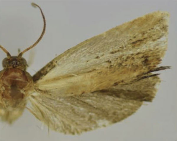 /filer/webapps/moths/media/images/D/delimana_Thylacandra_HT_Trematerra.jpg