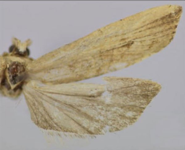 /filer/webapps/moths/media/images/D/delimana_Thylacandra_PTF_Trematerra.jpg