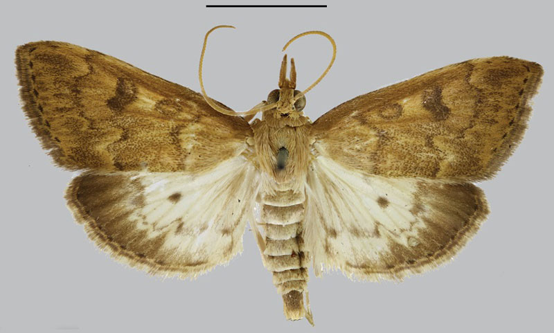 /filer/webapps/moths/media/images/D/delineatalis_Scopula_STF_BMNH.jpg