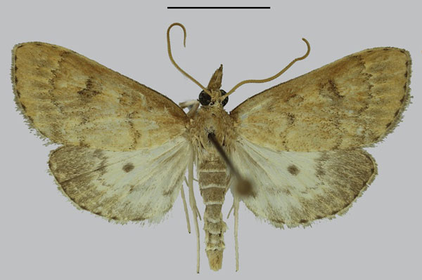 /filer/webapps/moths/media/images/D/delineatalis_Udea_AM_SDEI.jpg
