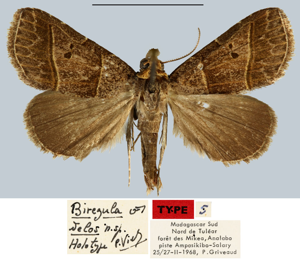 /filer/webapps/moths/media/images/D/delos_Biregula_HT_MNHN.jpg