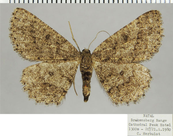 /filer/webapps/moths/media/images/D/delosaria_Parectropis_AF_ZSM.jpg