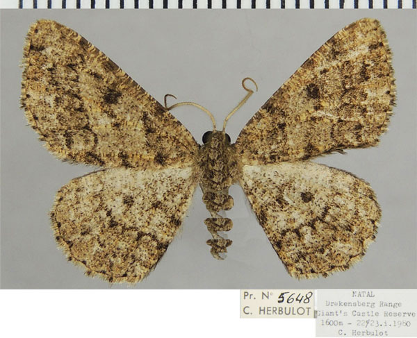 /filer/webapps/moths/media/images/D/delosaria_Parectropis_AM_ZSMa.jpg