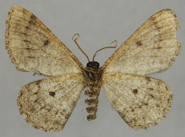 /filer/webapps/moths/media/images/D/delosaria_Parectropis_AM_ZSMb.jpg