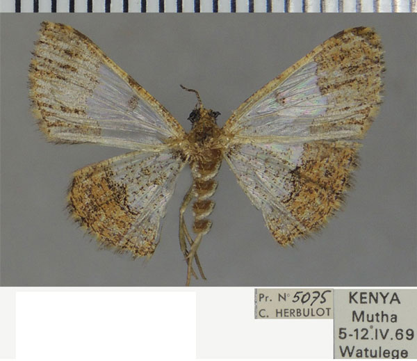 /filer/webapps/moths/media/images/D/delosis_Zamarada_AF_ZSM.jpg