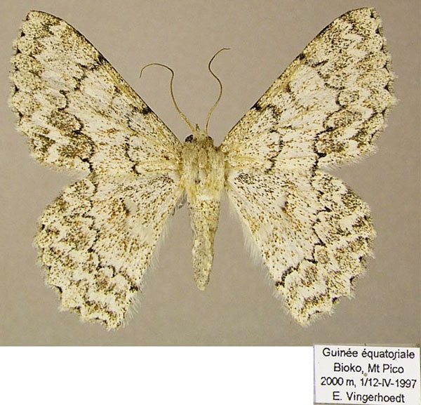 /filer/webapps/moths/media/images/D/delotypa_Pingasa_AF_ZSM.jpg