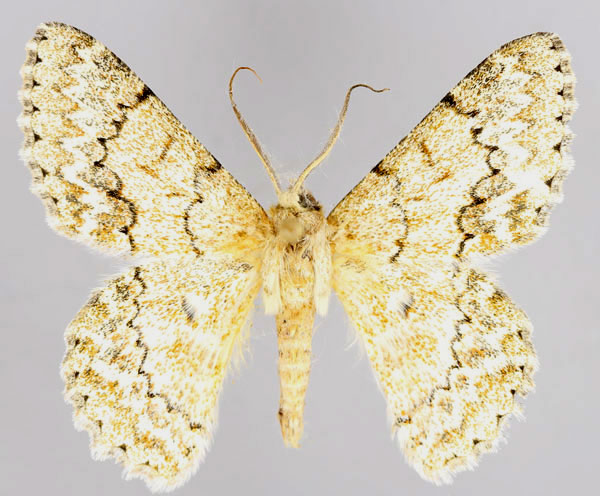 /filer/webapps/moths/media/images/D/delotypa_Pingasa_A_ZSM_01.jpg