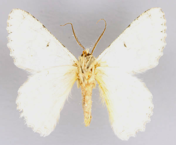/filer/webapps/moths/media/images/D/delotypa_Pingasa_A_ZSM_02.jpg