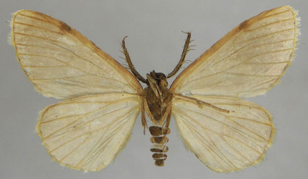 /filer/webapps/moths/media/images/D/delphinensis_Colocleora_AM_ZSMb.jpg