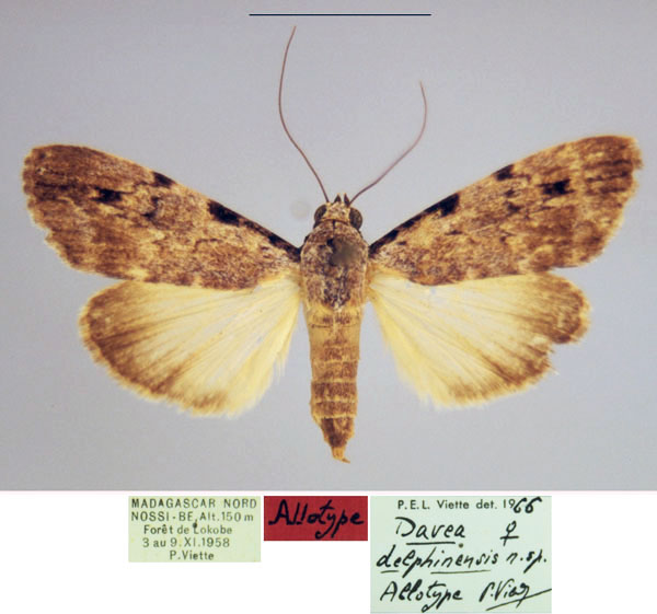 /filer/webapps/moths/media/images/D/delphinensis_Davea_AT_MNHN_g1koyIP.jpg